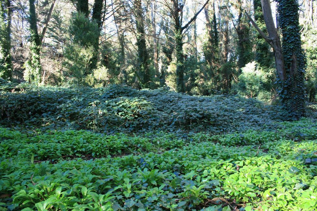 Las Cortaderas Bosque Peralta Ramos Mar del Plata Eksteriør billede